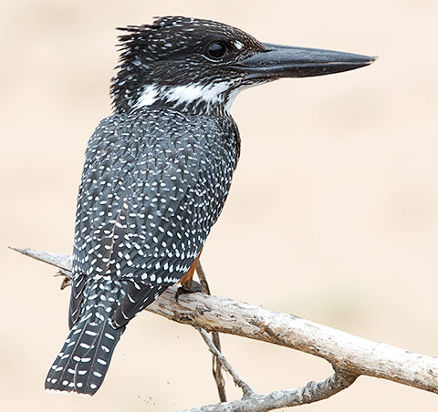 Giant Kingfisher